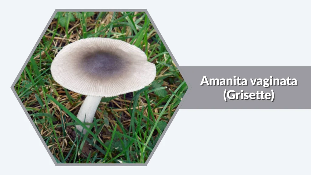 Amanita vaginata (Grisette)