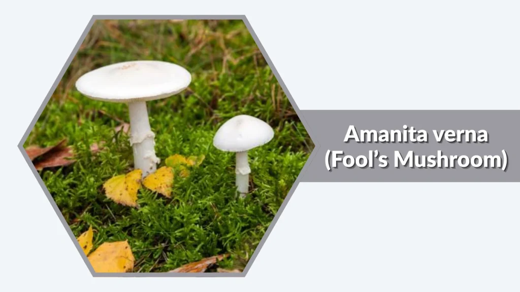 Amanita verna (Fool’s Mushroom)