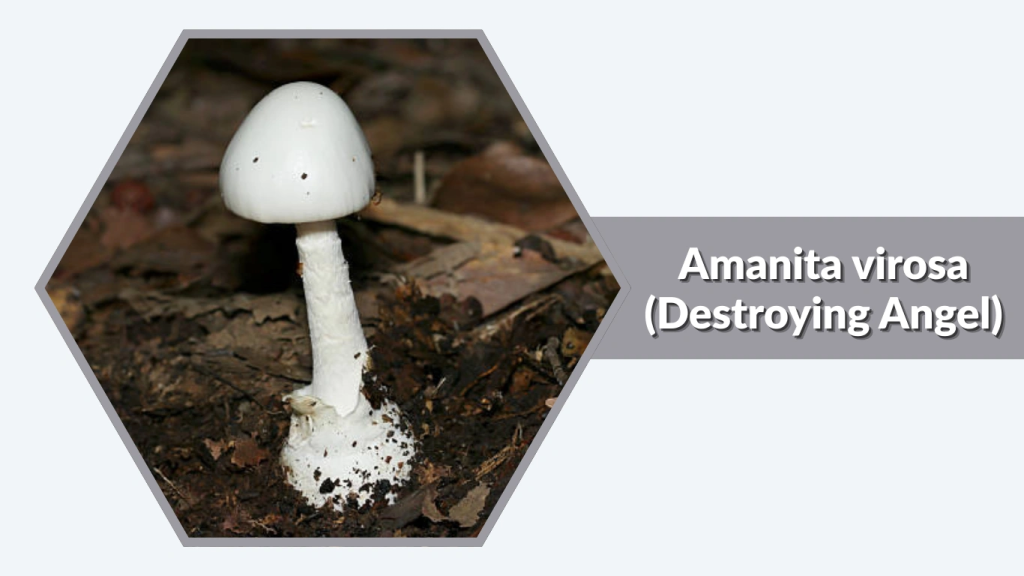 Amanita virosa (Destroying Angel)