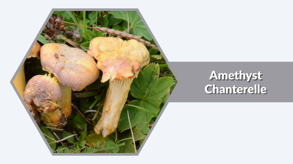Amethyst Chanterelle (Cantharellus amethysteus)