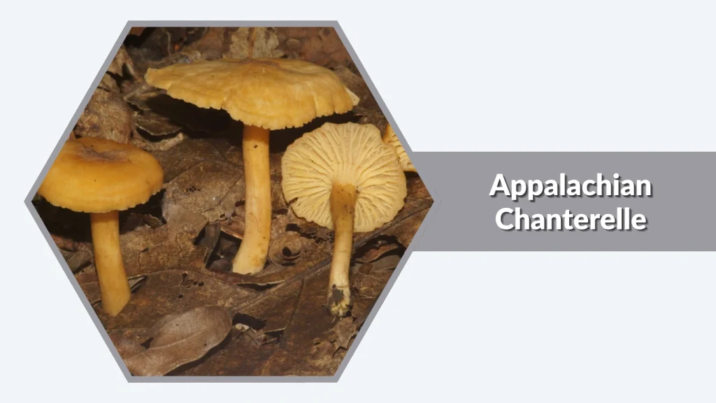 Appalachian Chanterelle (Cantharellus appalachiensis)