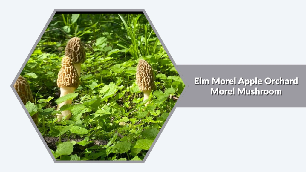 Apple Orchard Morel Mushroom (Morchellaspecies)