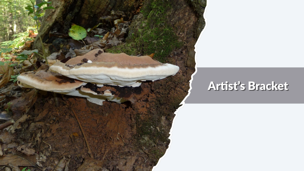 Artist’s Bracket (Ganoderma resinaceum)
