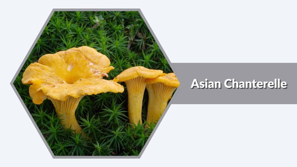Asian Chanterelle (Cantharellus anzutake)