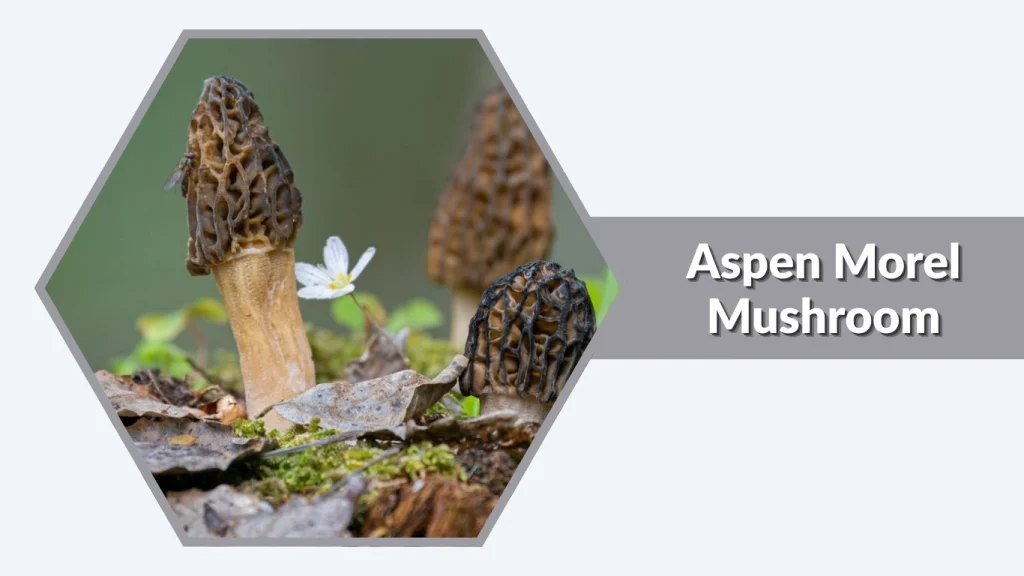 Aspen Morel Mushroom (Morchellaspecies)