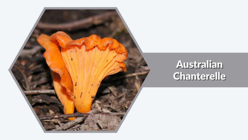 Australian Chanterelle (Cantharellus austrosinensis)