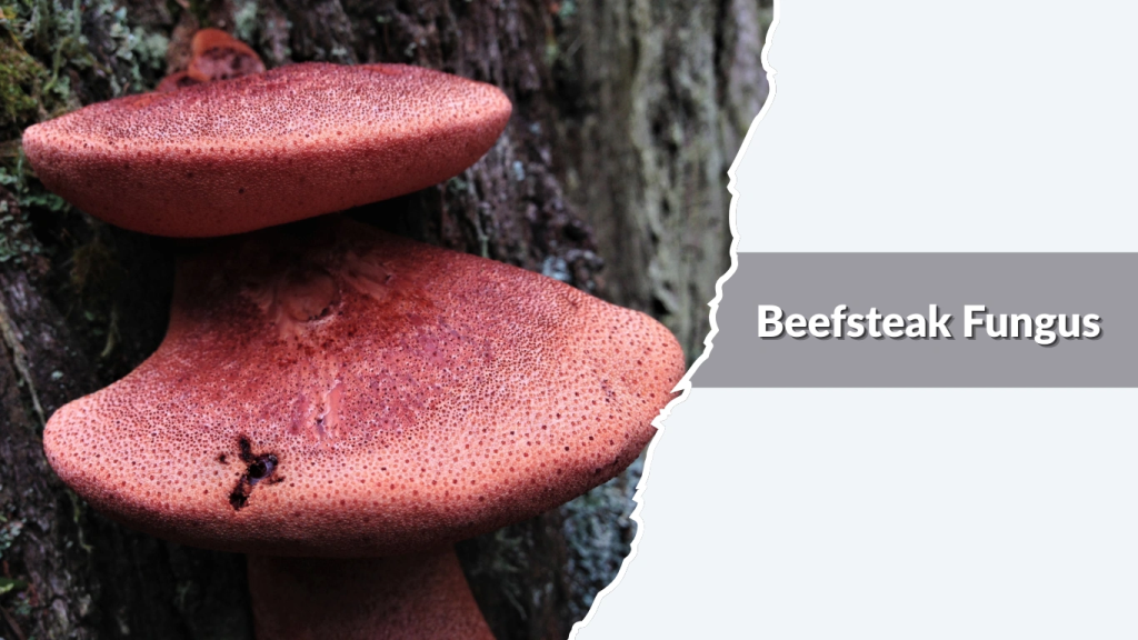 Purple Bracket (Trichaptum biforme)