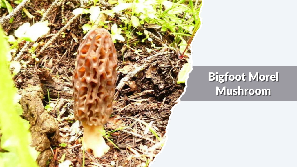 Bigfoot Morel Mushroom (Morchella americana  large yellow morel types)