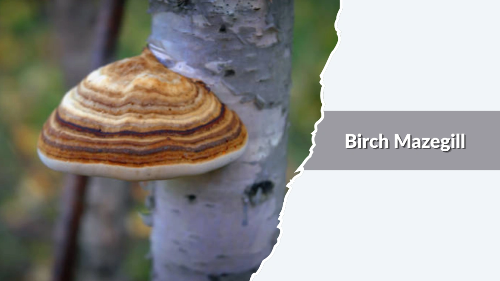 Birch Mazegill (Lenzites betulina)
