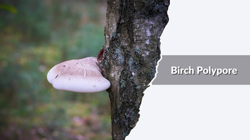 Birch Polypore