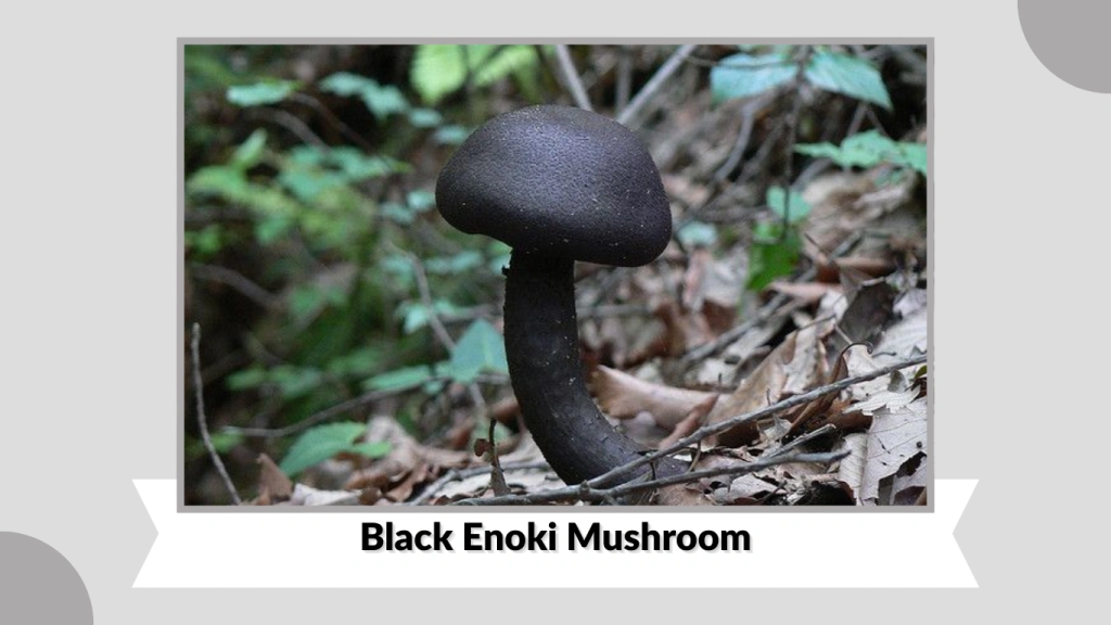 Black Enoki Mushroom