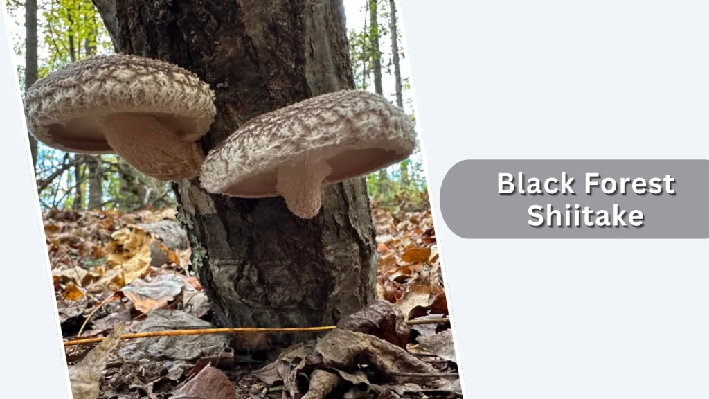 Black Forest Shiitake