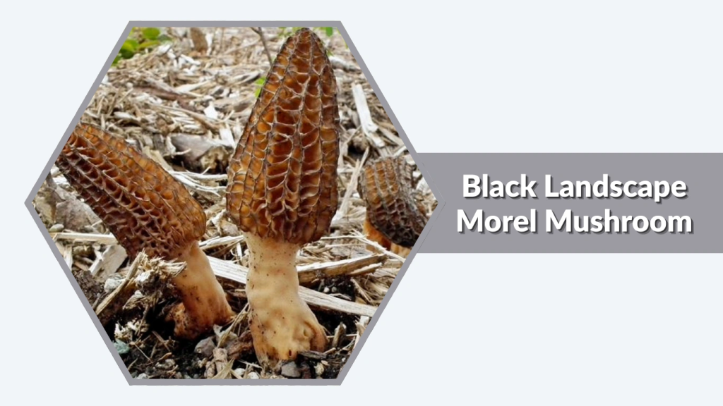 Black Landscape Morel Mushroom (Morchella importuna)