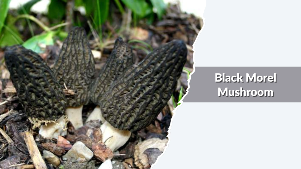 Black Morel Mushroom (Morchella elata group)