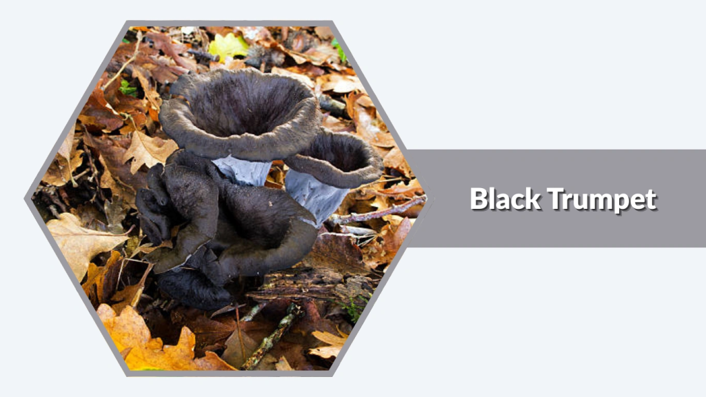 Black Trumpet (Craterellus cornucopioides)