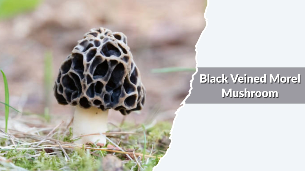 Black Veined Morel Mushroom (Morchella septentrionalis  dark-veined morel types)