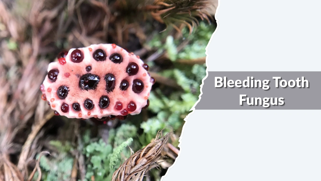 Bleeding Tooth Fungus