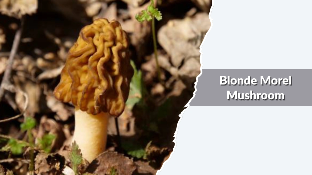 Blonde Morel Mushroom (Morchella esculenta var. blond forms)