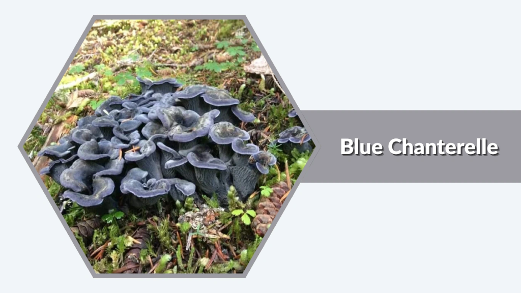 Blue Chanterelle (Polyozellus multiplex)