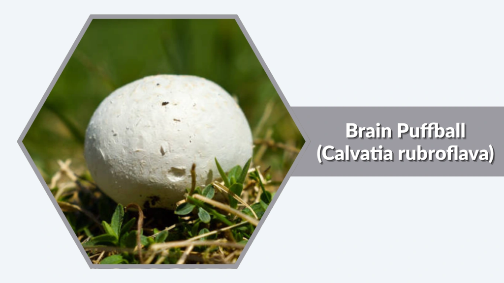 Brain Puffball (Calvatia rubroflava)