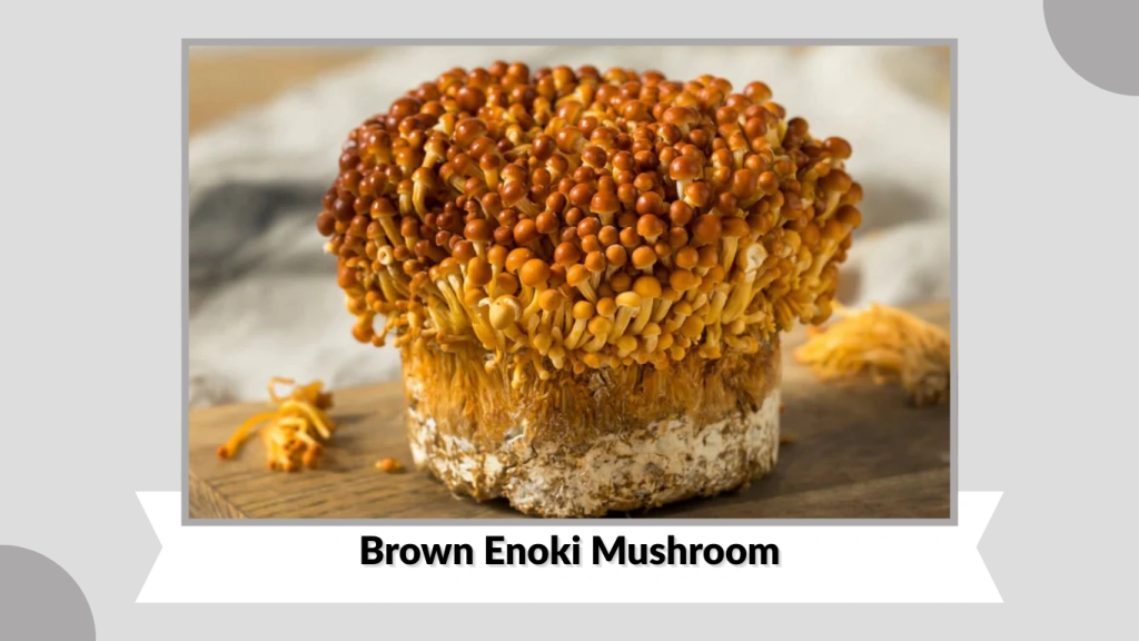 Brown Enoki Mushroom