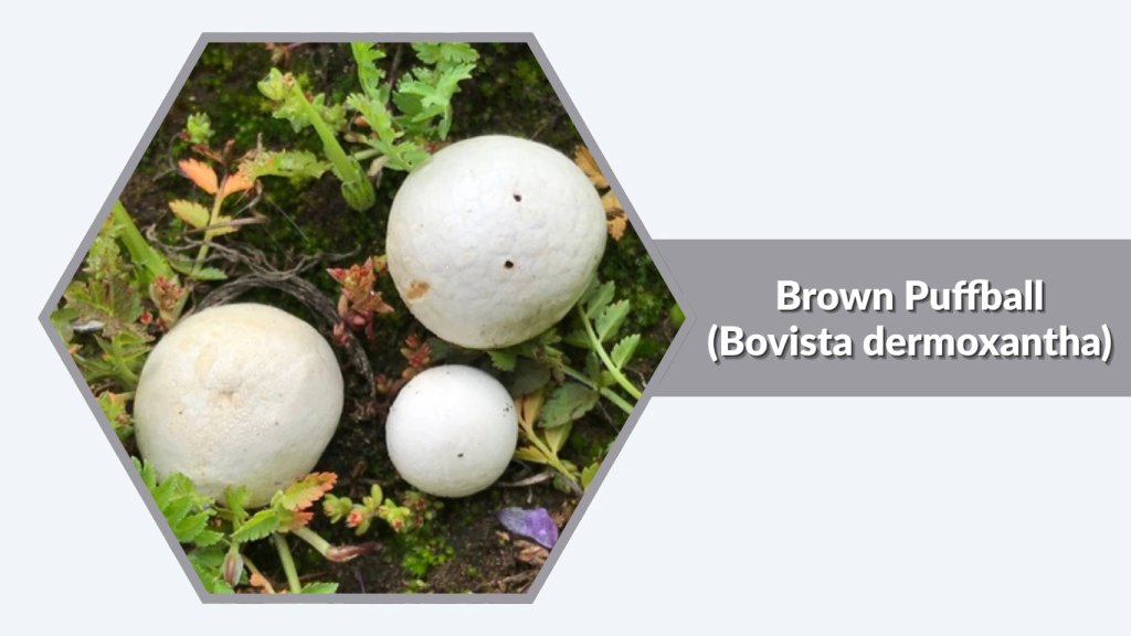Brown Puffball (Bovista dermoxantha)