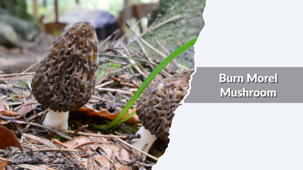 Burn Morel Mushroom (Morchella exuberans  fire morel types)