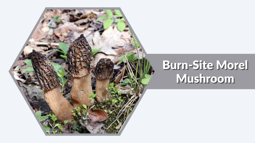 Burn-Site Morel Mushroom (Morchella eximia)