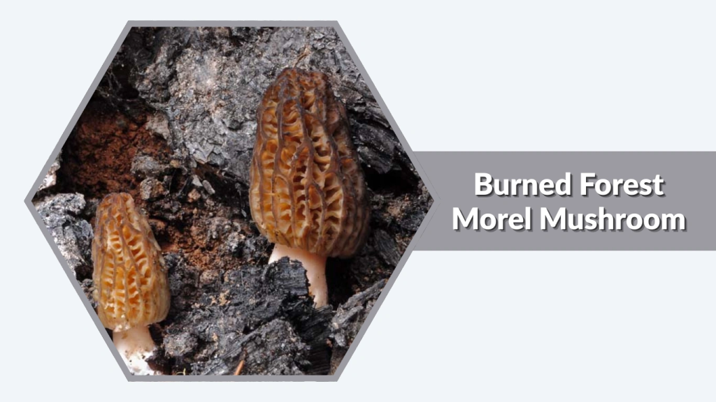 Burned Forest Morel Mushroom (Morchellaspecies)