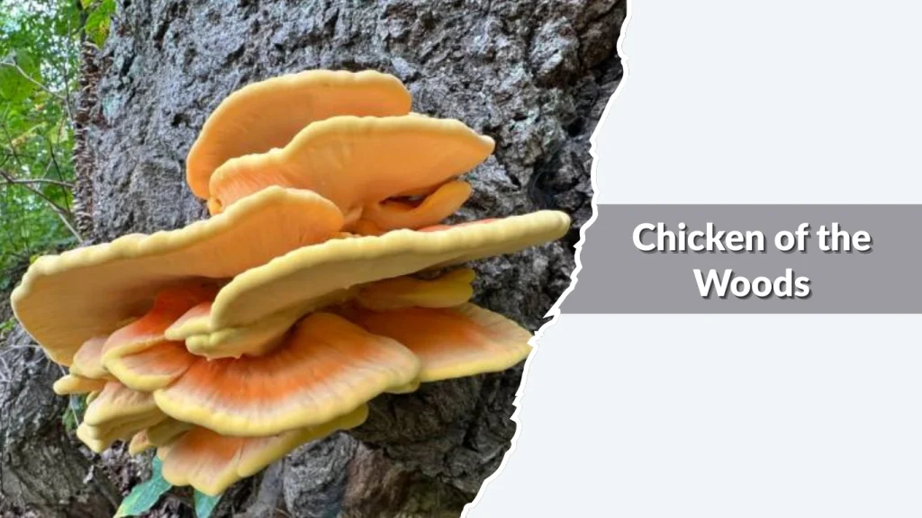 Chicken of the Woods