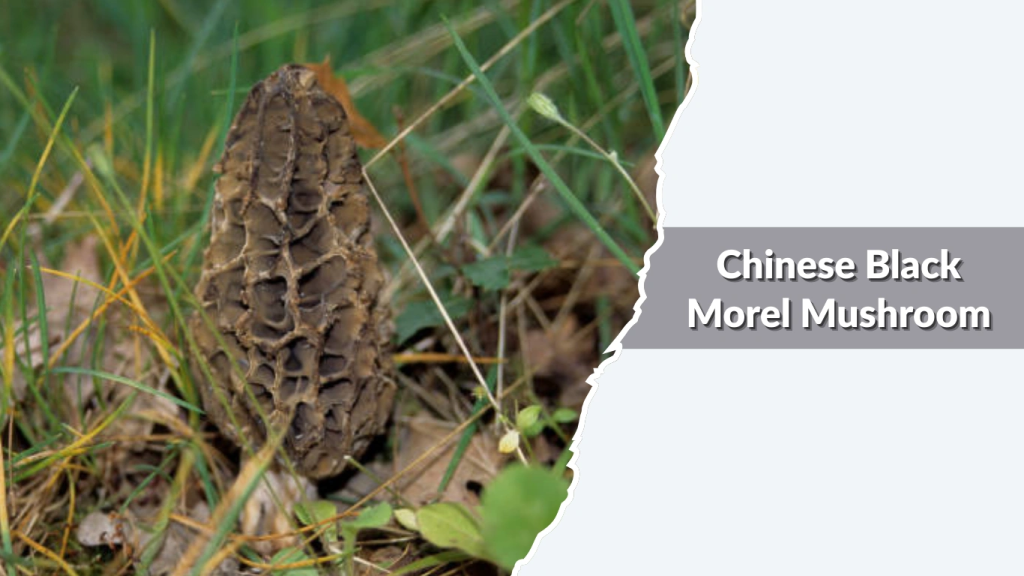 Chinese Black Morel Mushroom (Morchella sextelata  Morchella importuna types)
