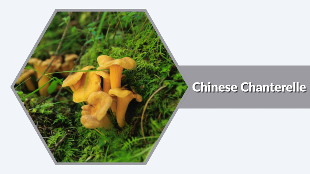Chinese Chanterelle (Cantharellus sinensis)