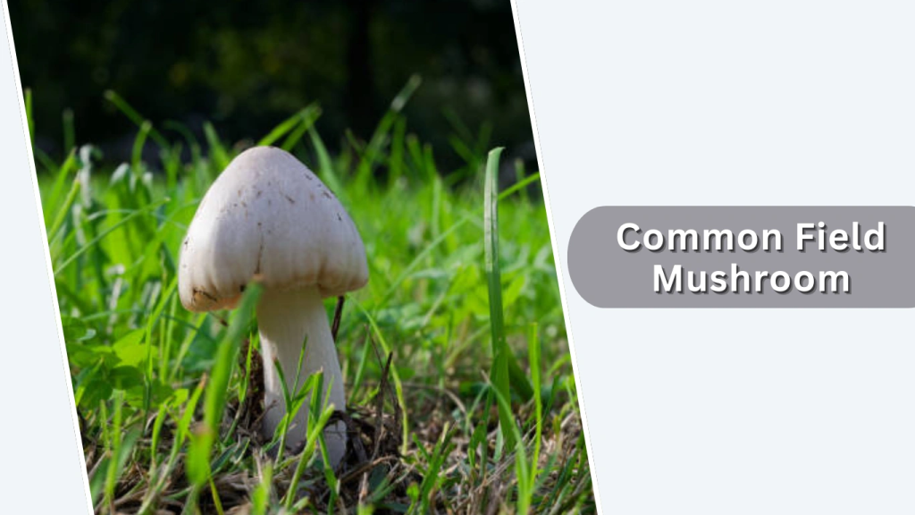 Common Field Mushroom (Agaricus campestris)