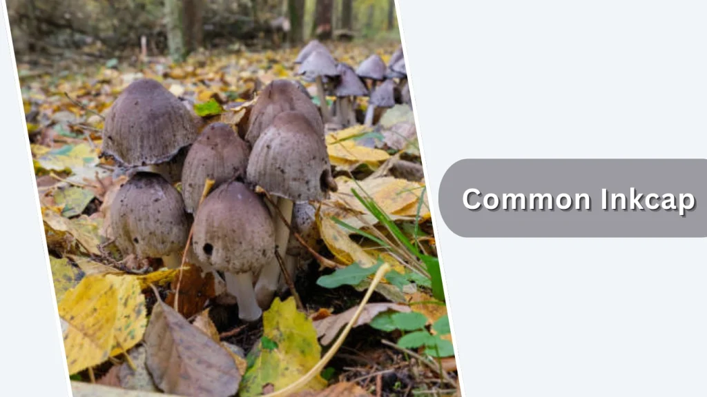 Common Inkcap (Coprinopsis atramentaria)