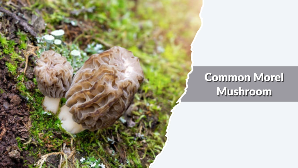 Common Morel Mushroom (Morchella esculenta)
