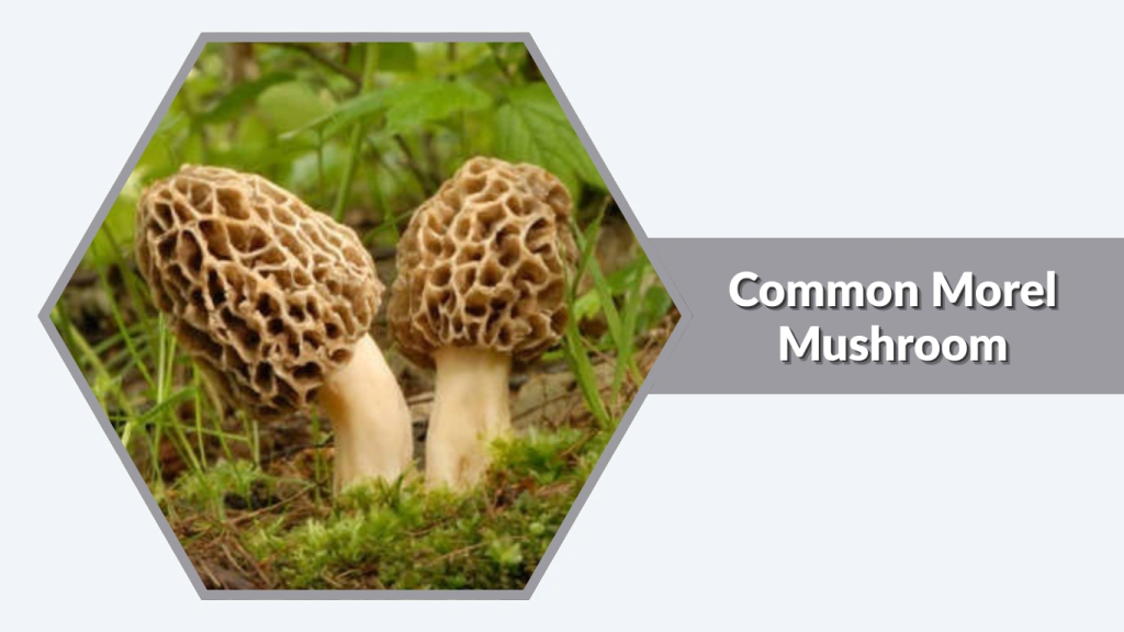 Common Morel Mushroom (Morchella esculenta)