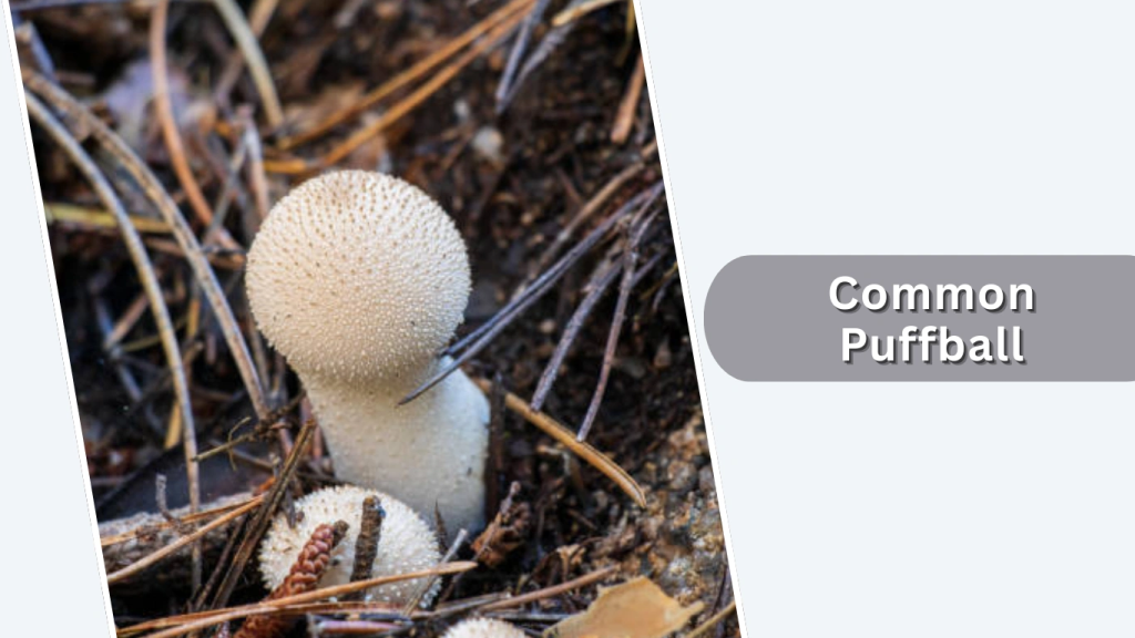 Common Puffball (Lycoperdon perlatum)