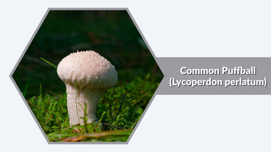 Common Puffball