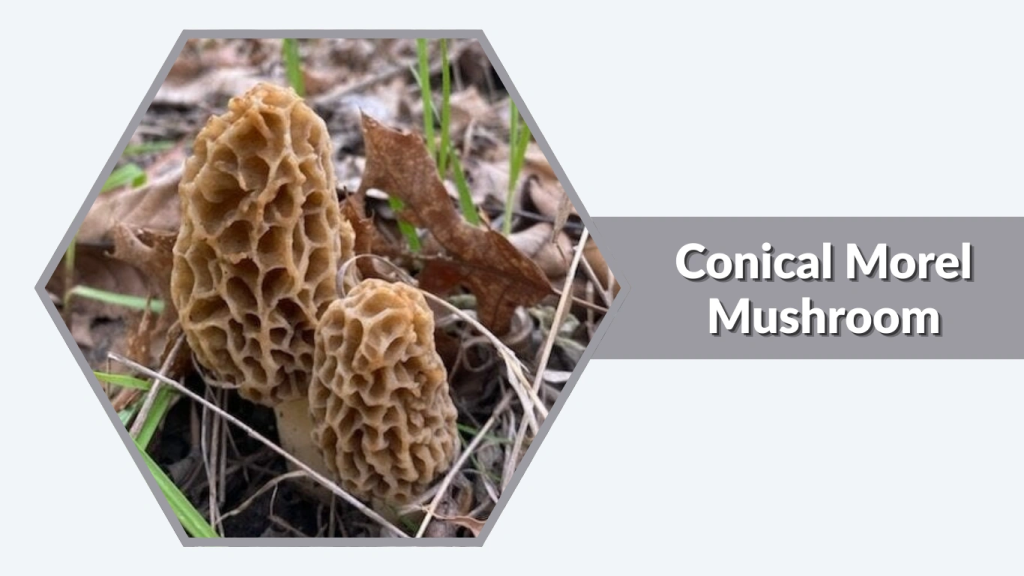 Conical Morel Mushroom (Morchella conica)