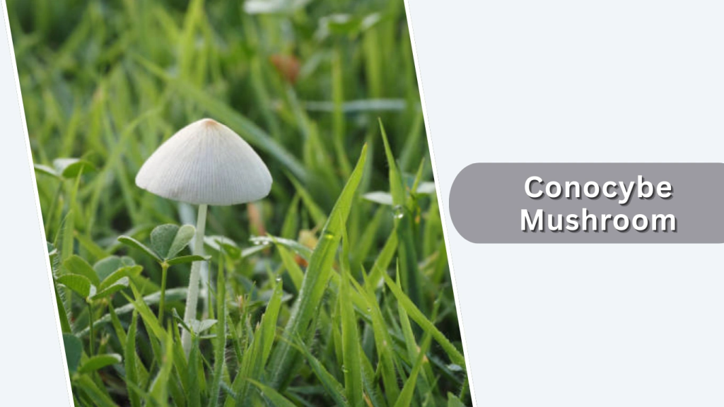 Conocybe Mushroom (Conocybe apala)