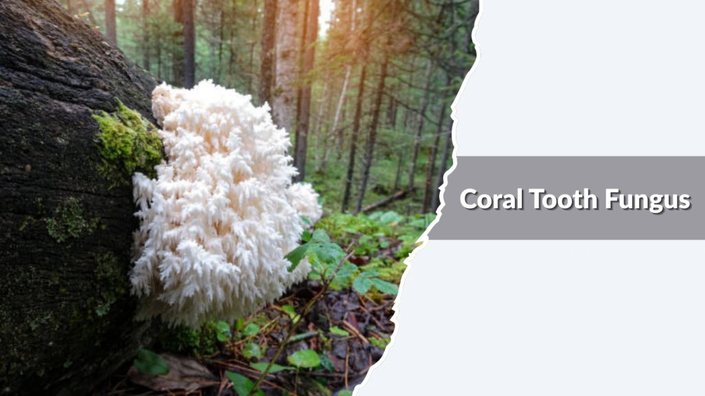 Coral Tooth Fungus (Hericium coralloides)