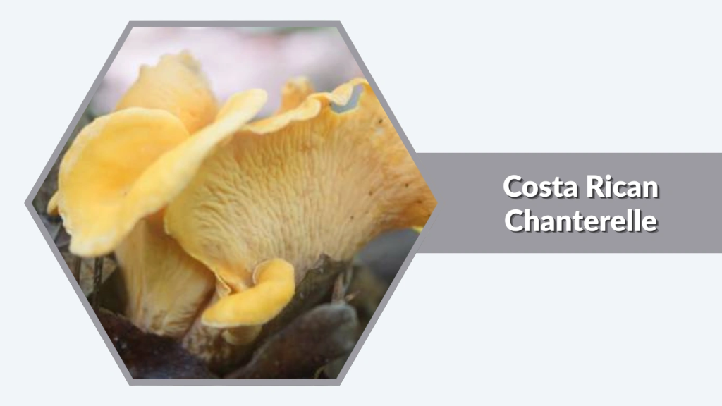 Costa Rican Chanterelle (Cantharellus costaricensis)