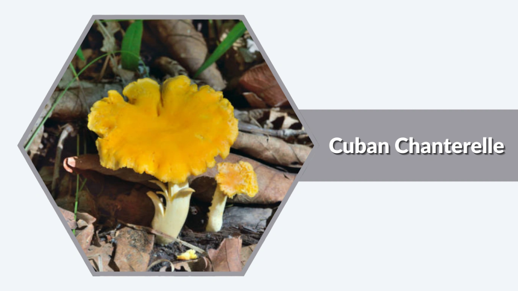 Cuban Chanterelle (Cantharellus cubensis)
