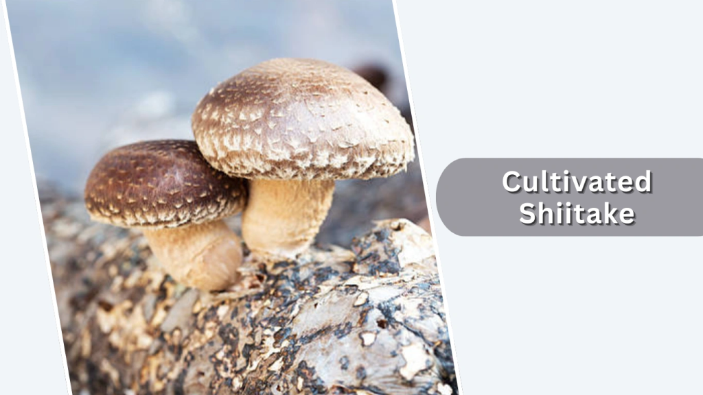 Cultivated Shiitake