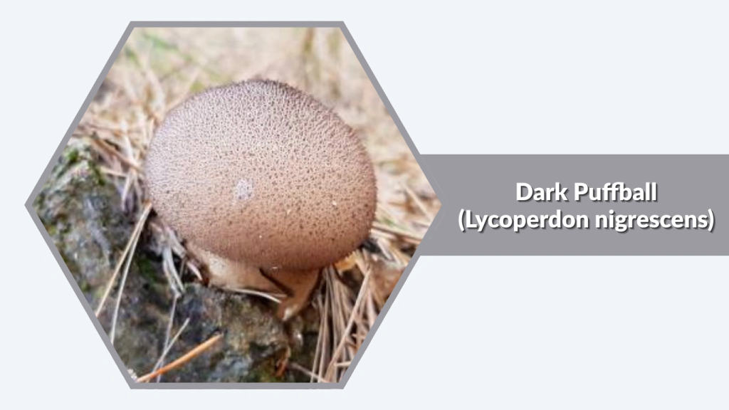 Dark Puffball (Lycoperdon nigrescens)