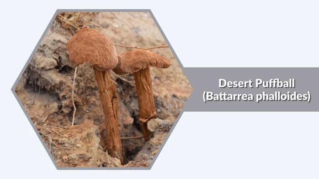 Desert Puffball (Battarrea phalloides)