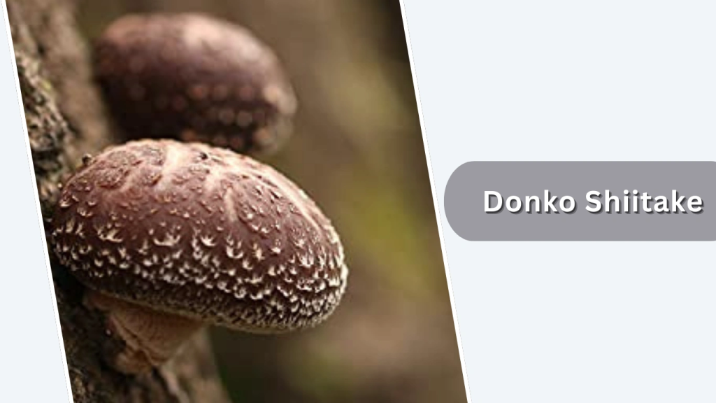 Donko Shiitake