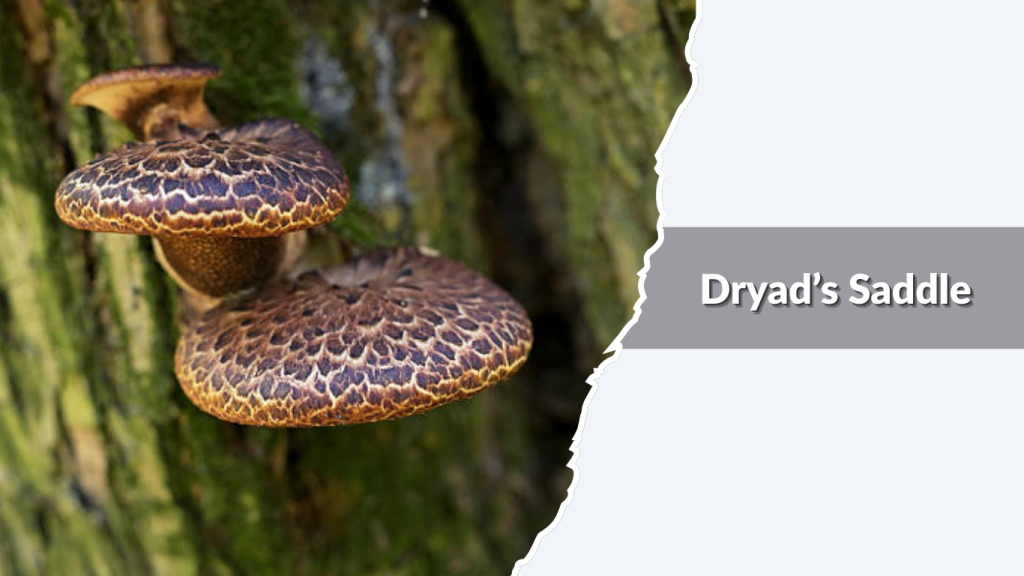 Dryad’s Saddle