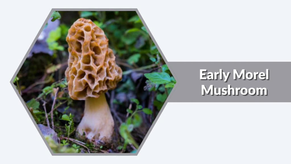 Early Morel Mushroom (Morchella esculentagroup)