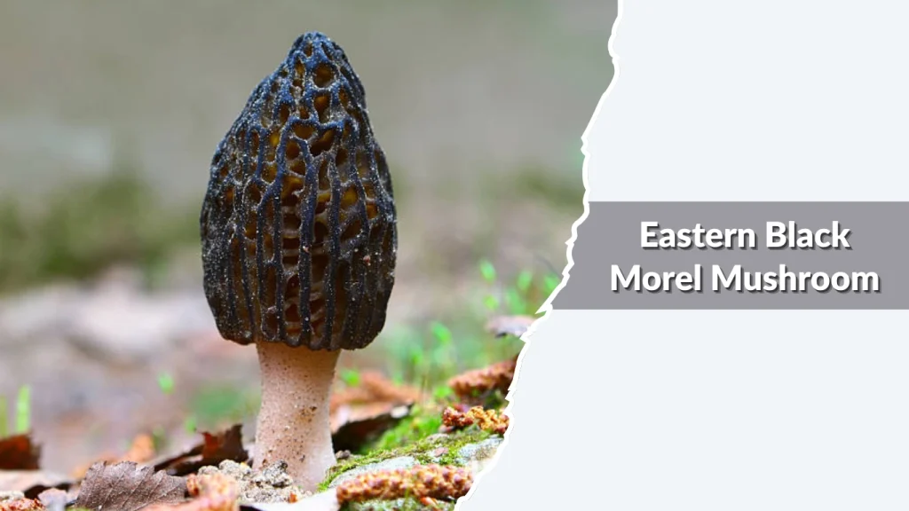 Eastern Black Morel Mushroom (Morchella angusticeps)